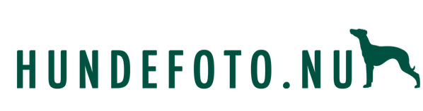 Hundefotograf - kæledyrsfotograf